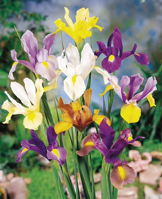 Iris Mixed Dutch - 7 bulbs