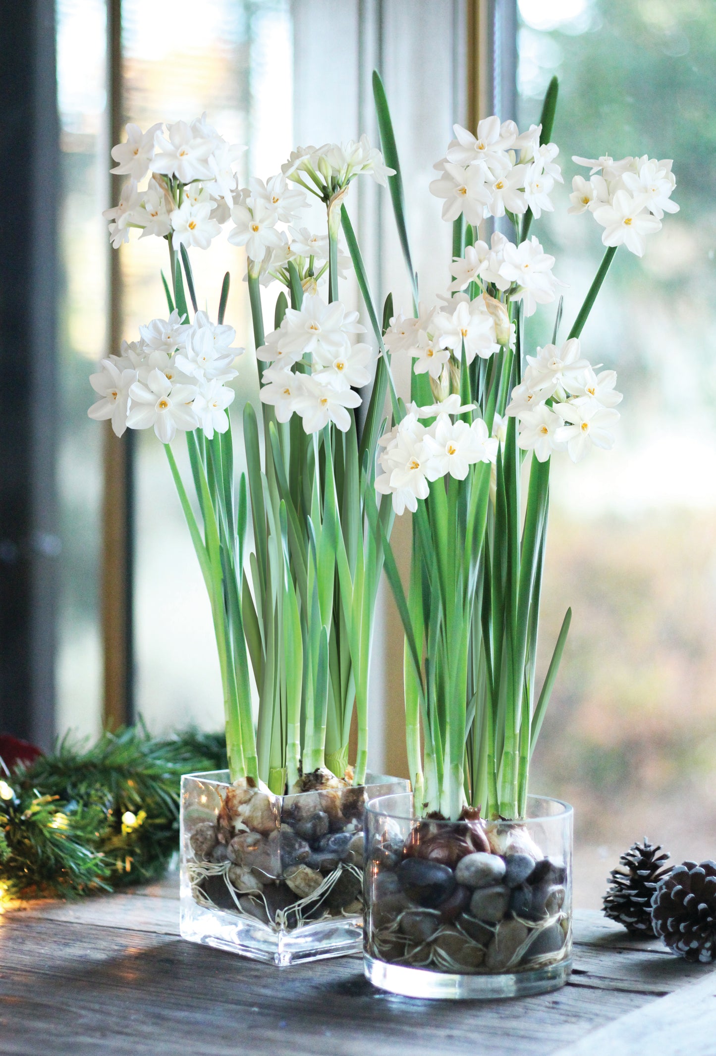Paperwhites Ziva - 3 bulbs