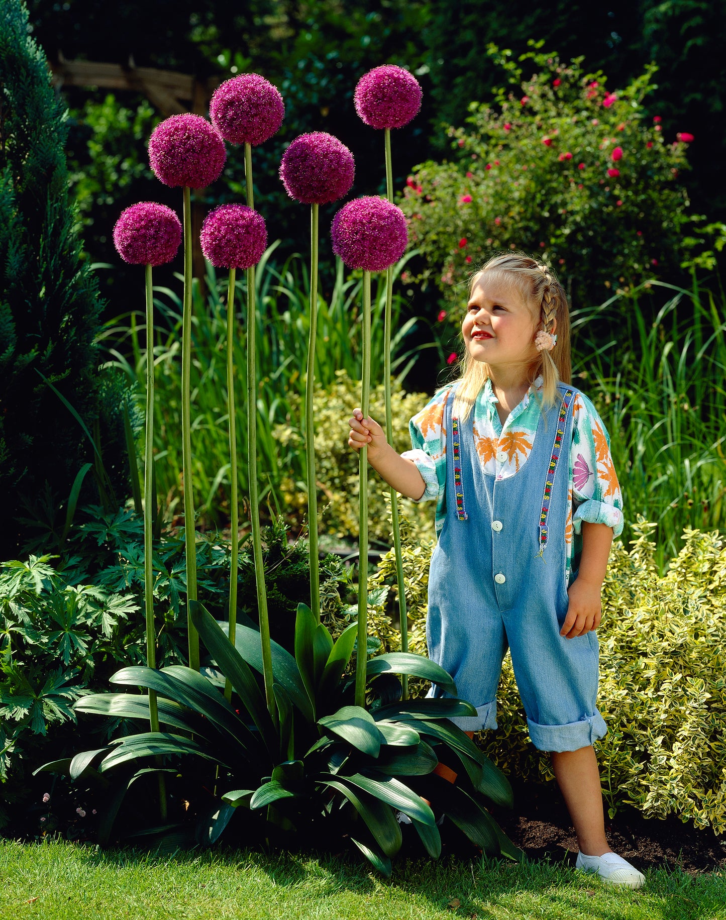 Purple Sensation Giant Allium - 5 bulbs