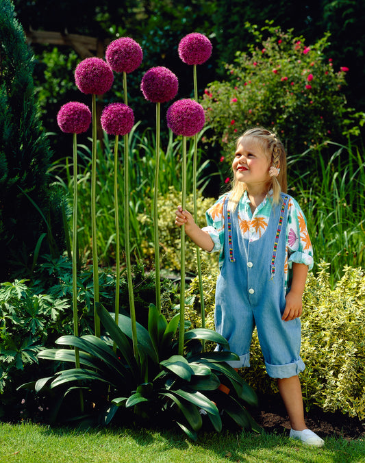 Purple Sensation Giant Allium - 5 bulbs