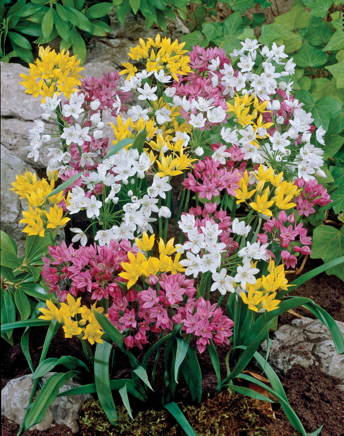 Allium Mixed Rock Garden - 15 bulbs