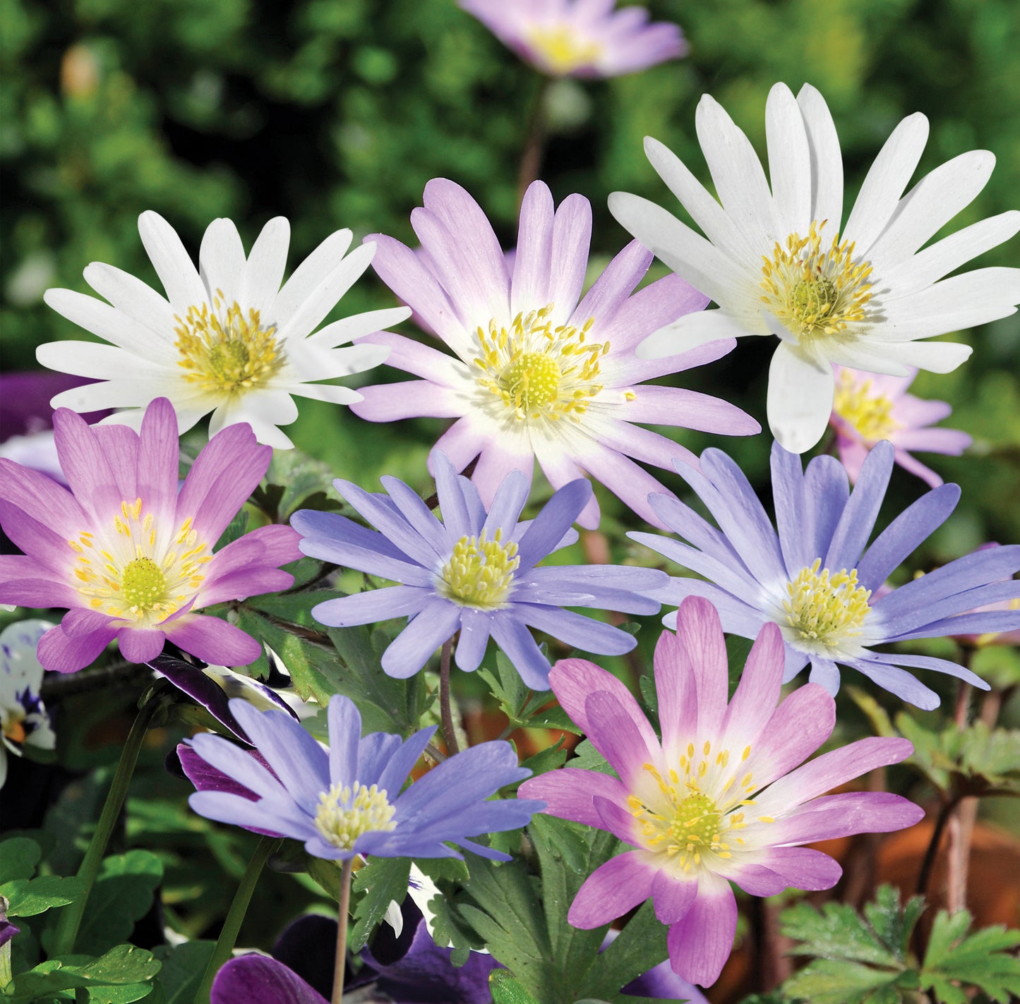 Anemone blanda Mixed - 15 bulbs
