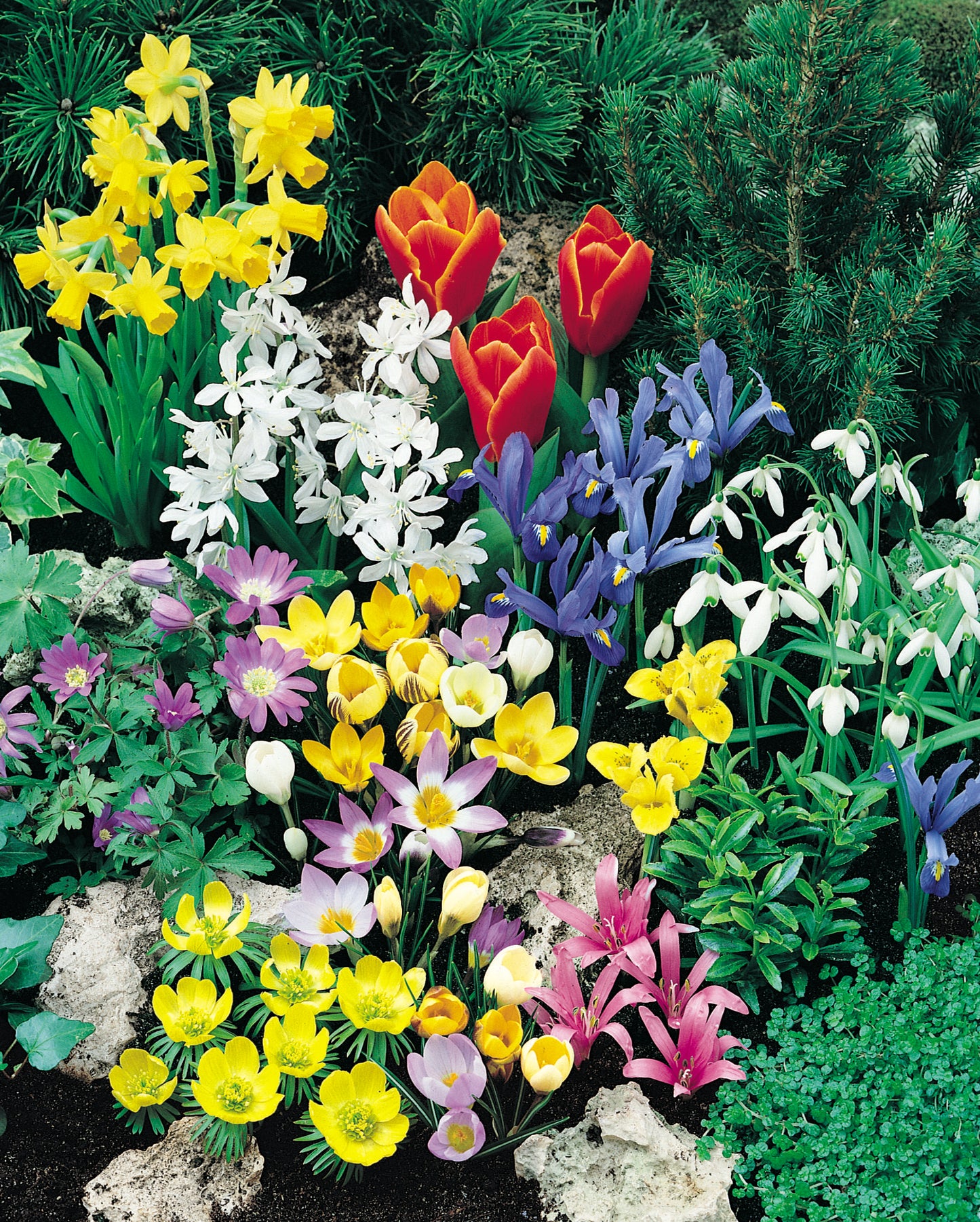 Collection Spring Rock - 60 bulbs
