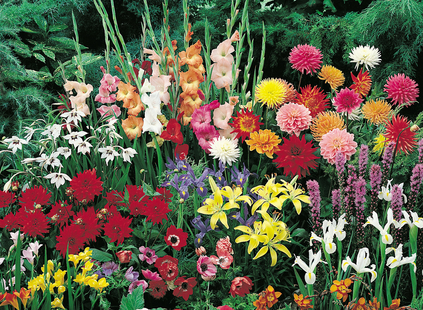 Garden Spectacular Collection - 57 bulbs