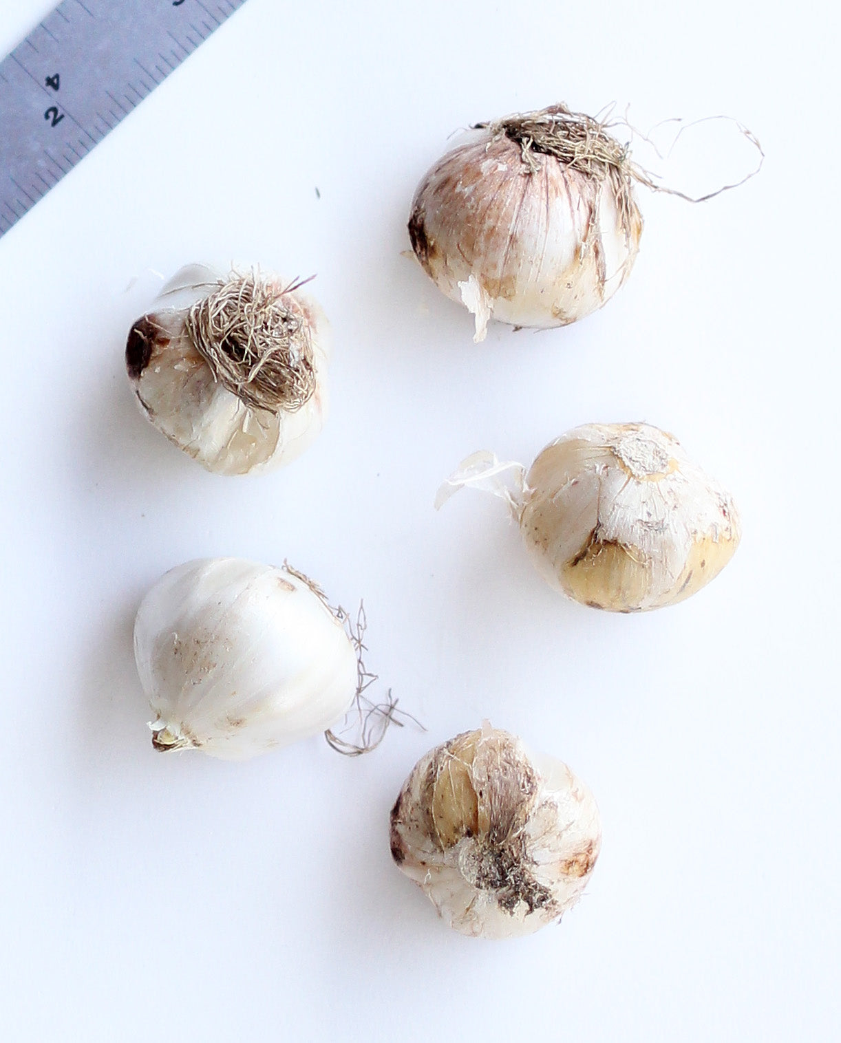 Pink Allium - 25 bulbs