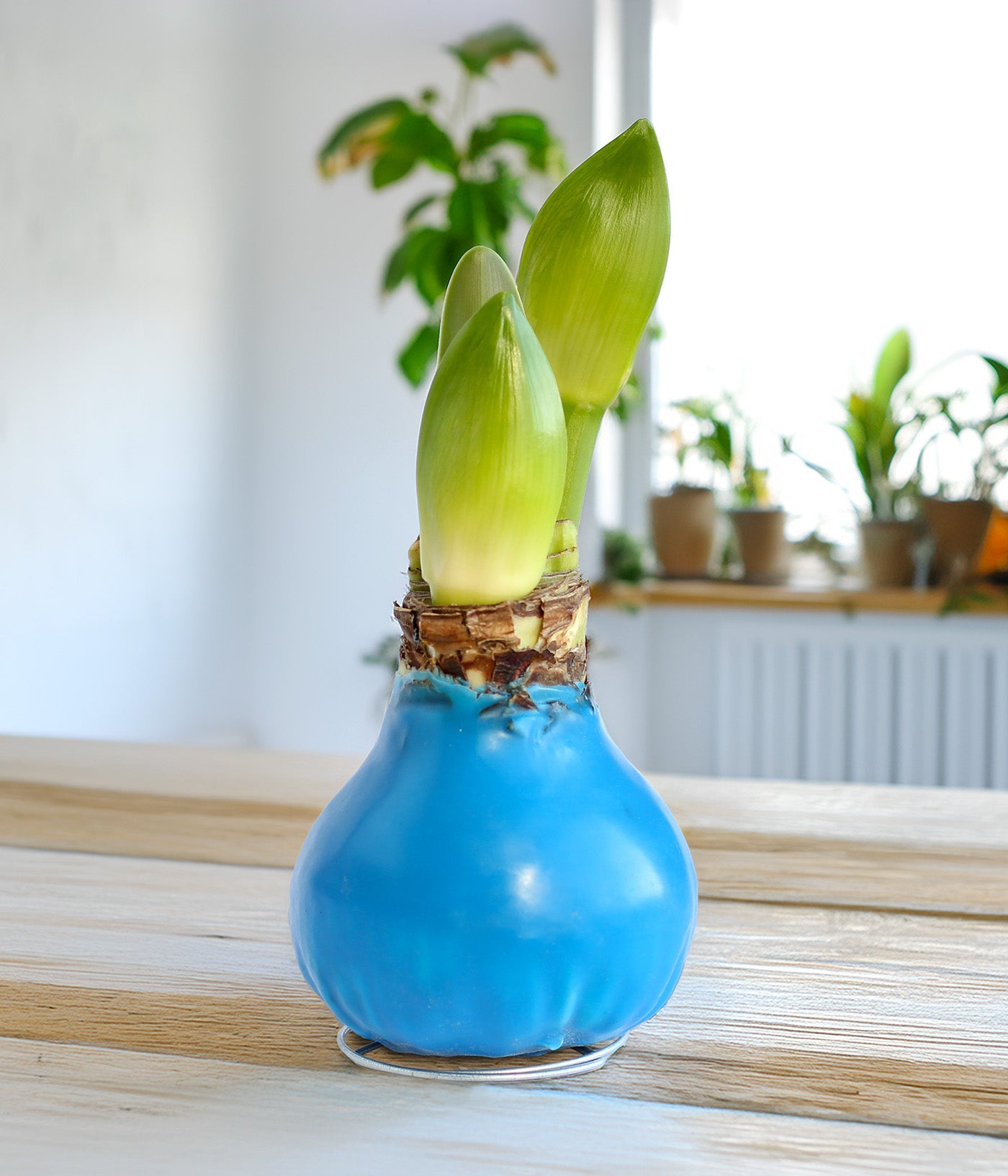 Blue Waxed Amaryllis with Red and White Striped Flower