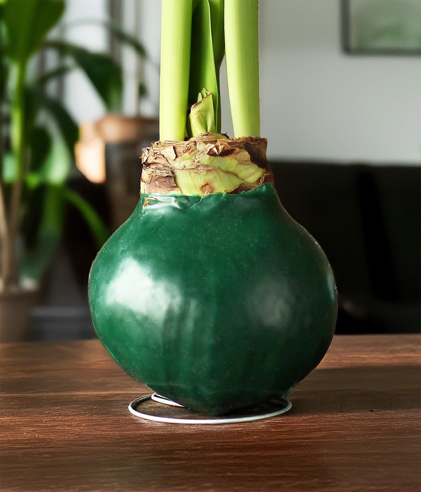 Green Waxed Amaryllis Bulb with Red Flower