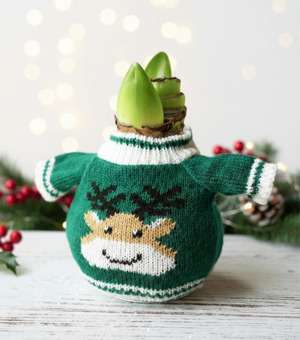 Reindeer Sweater Amaryllis with White Flower