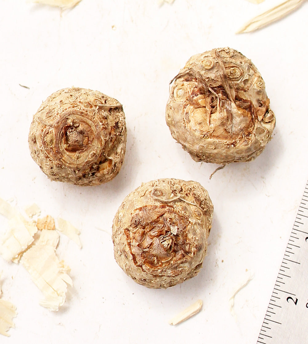 Picasso Calla Lily® - 3 tubers