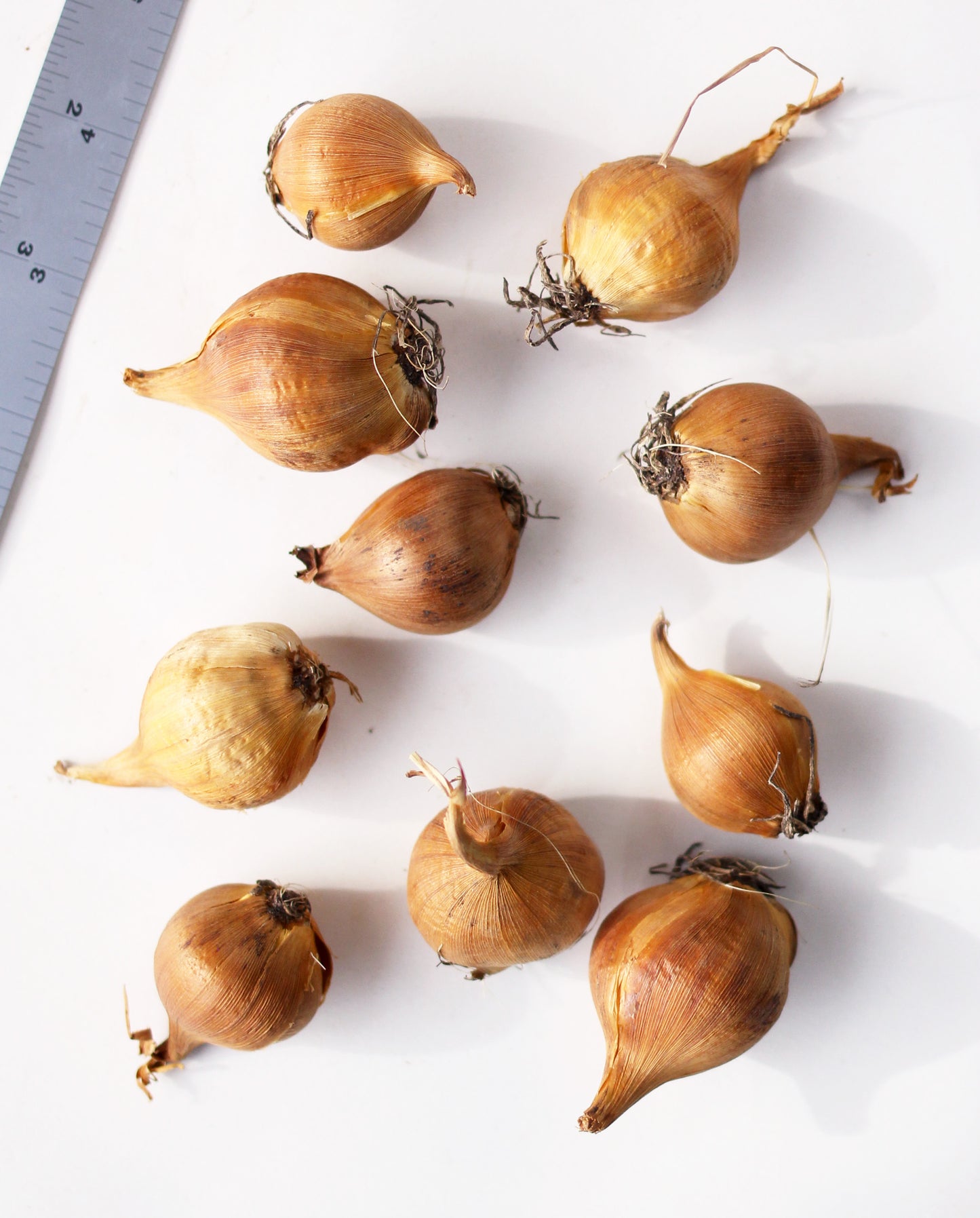 Iris Eye of the Tiger - 10 bulbs