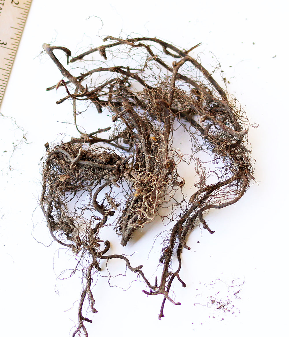 Fern New York - 3 root divisions