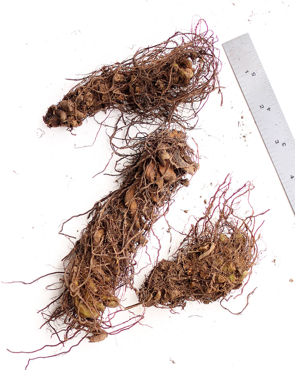 Fern Ostrich - 3 root divisions