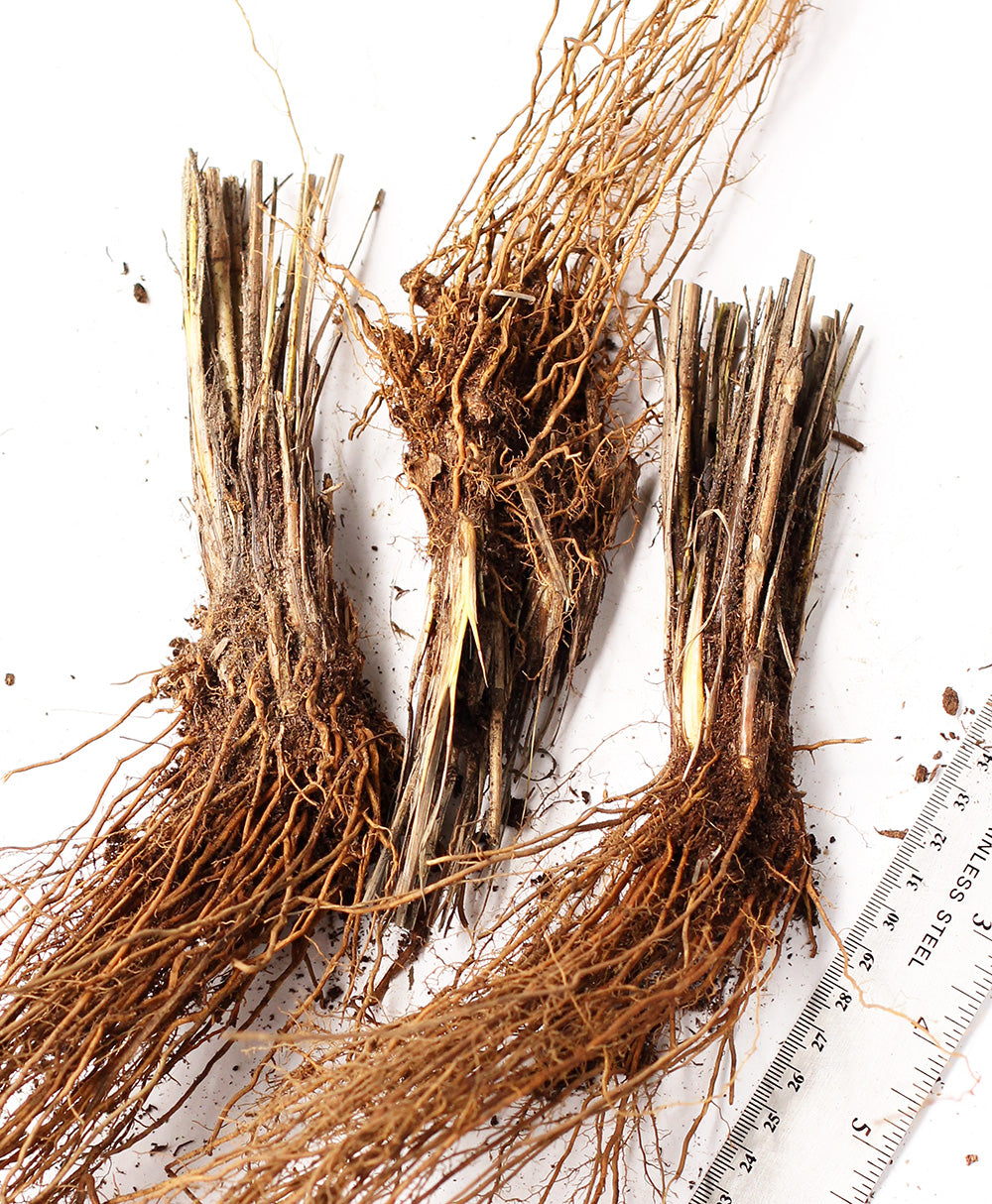 Grass Alopecuroides Fountain - 3 bareroot plants