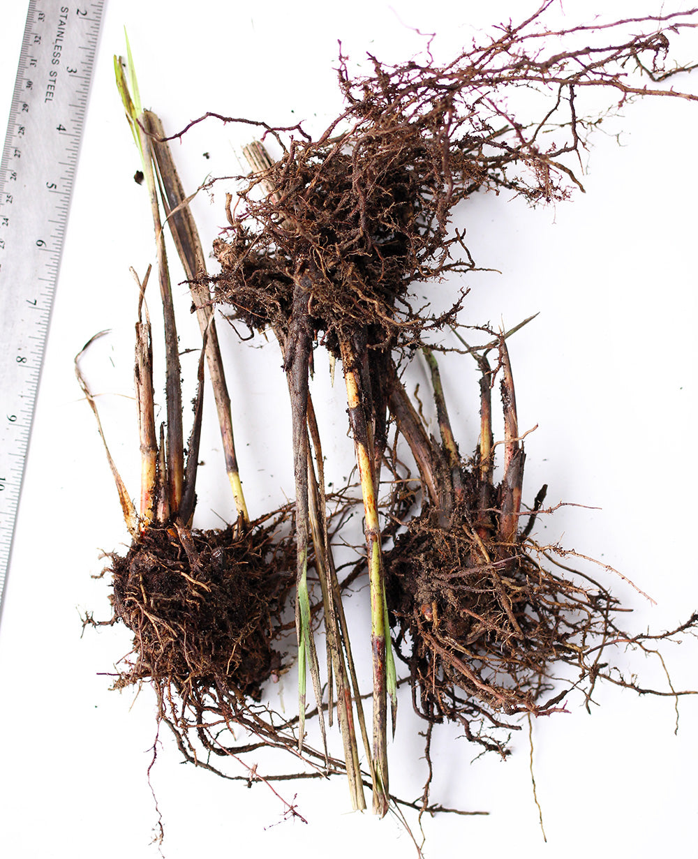 Grass Zebra - 3 bareroot plants