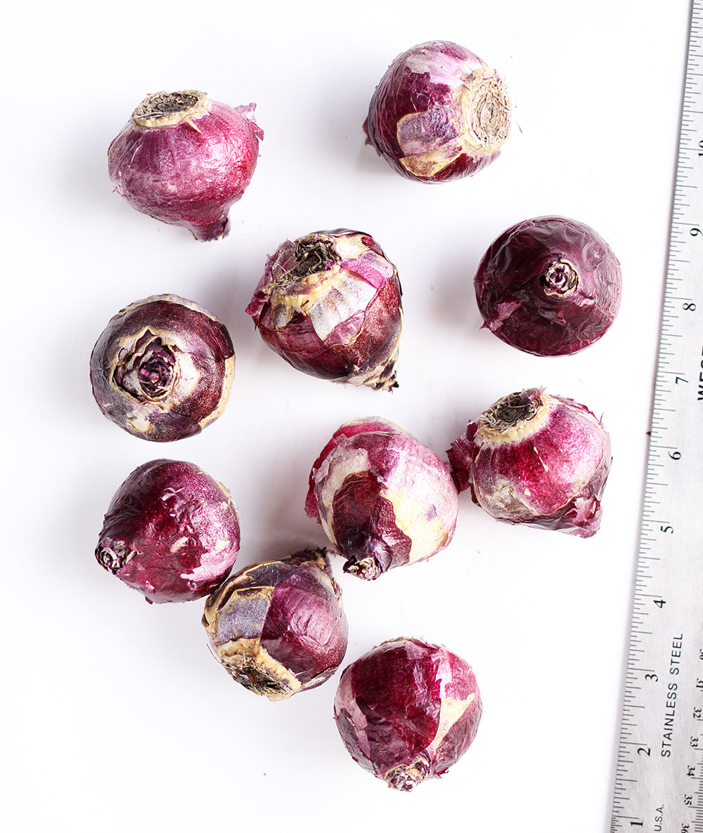Hyacinth Peter Stuyvesant - 10 bulbs