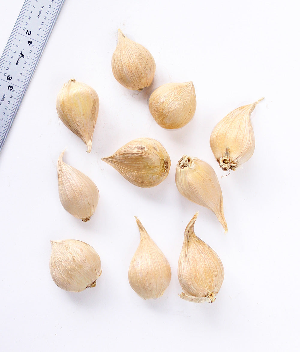 Iris Katharine Hodgkin - 10 bulbs