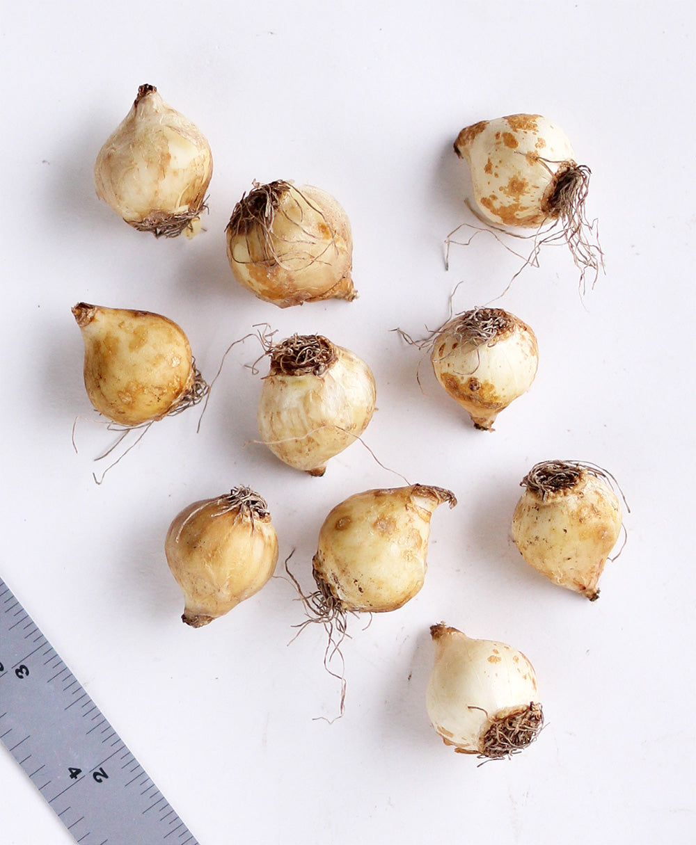 Muscari Blue Spike - 10 bulbs