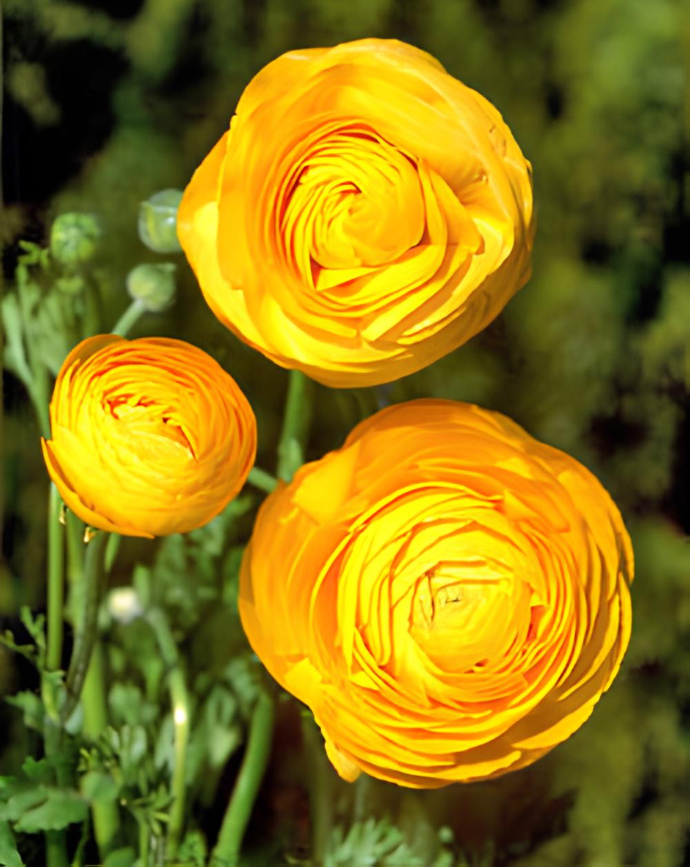 Ranunculus Gold - 10 bulbs