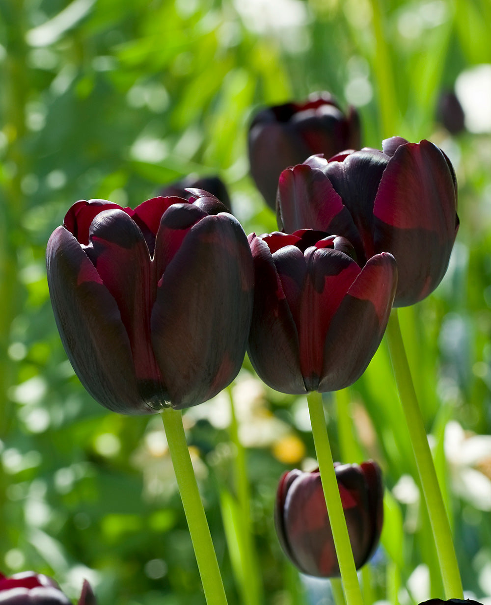 Queen of the Night Tulip - 7 bulbs
