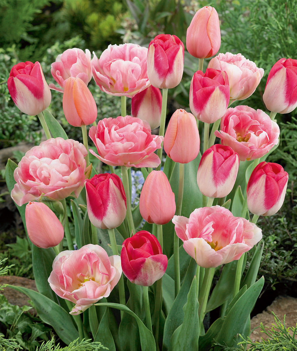 Pink Tulip Blend - 7 bulbs