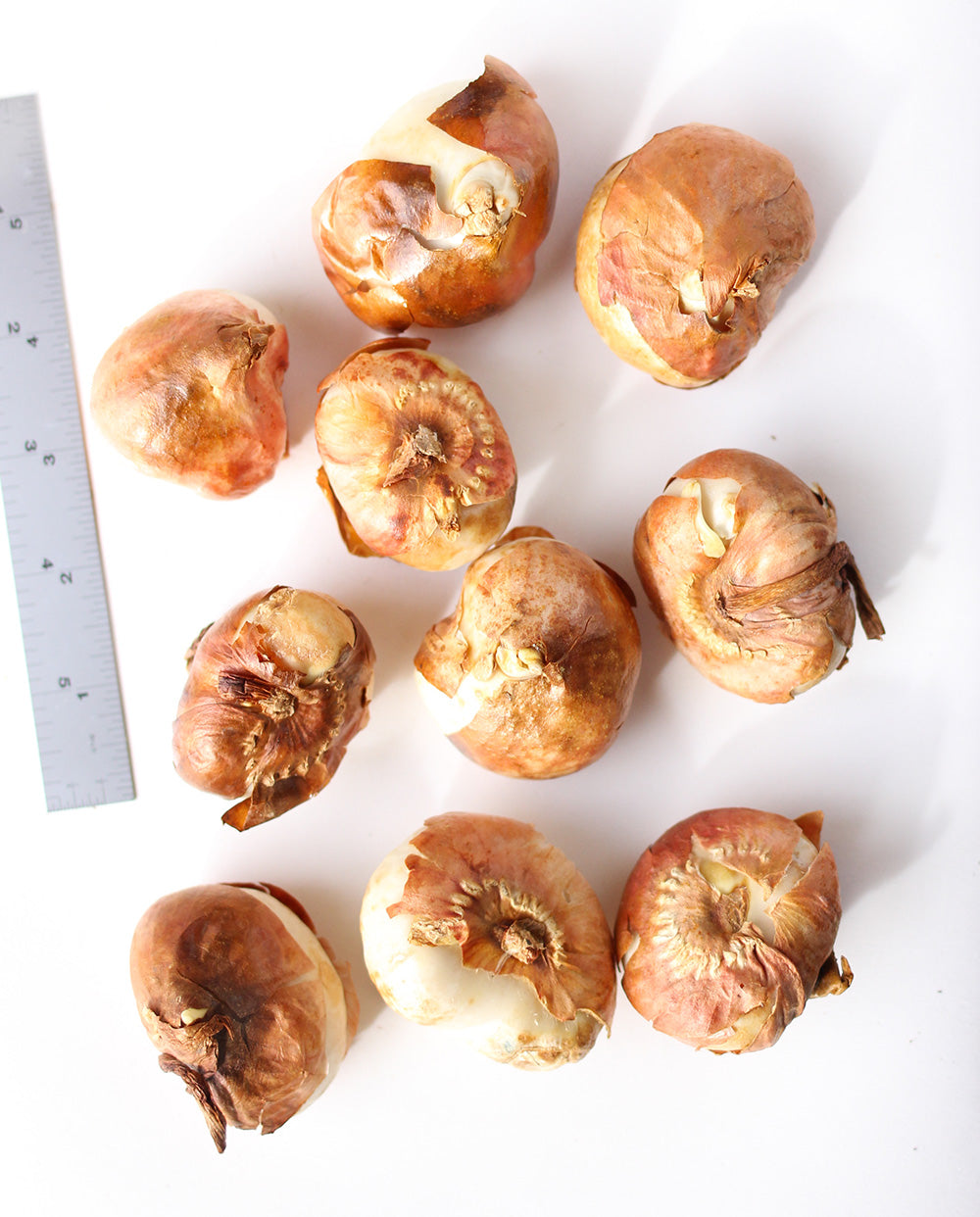 Tulip Apeldoorn Elite Striped Darwin Hybrid - 10 bulbs