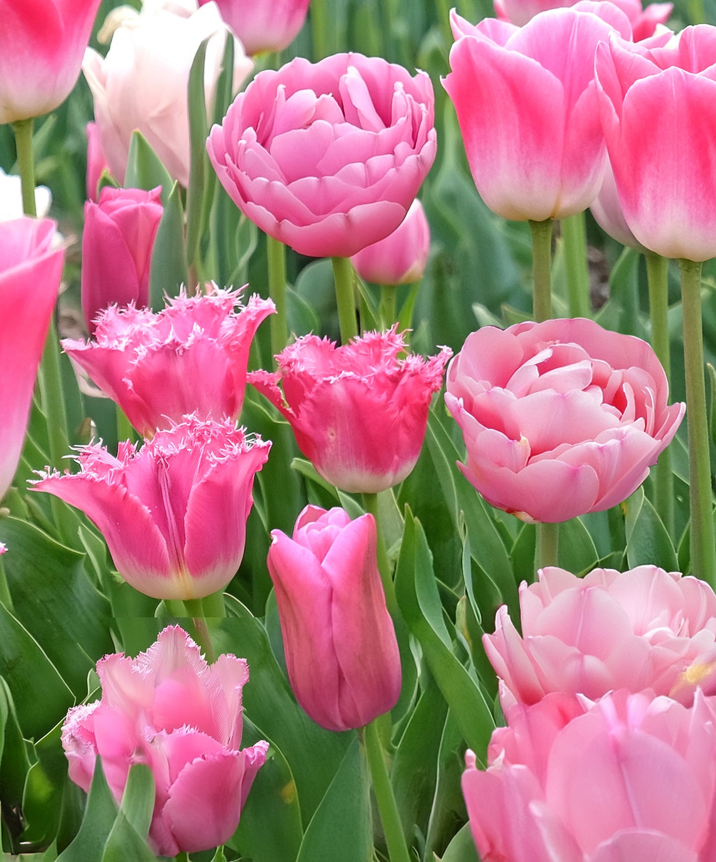 Pink Tulip Blend - 7 bulbs
