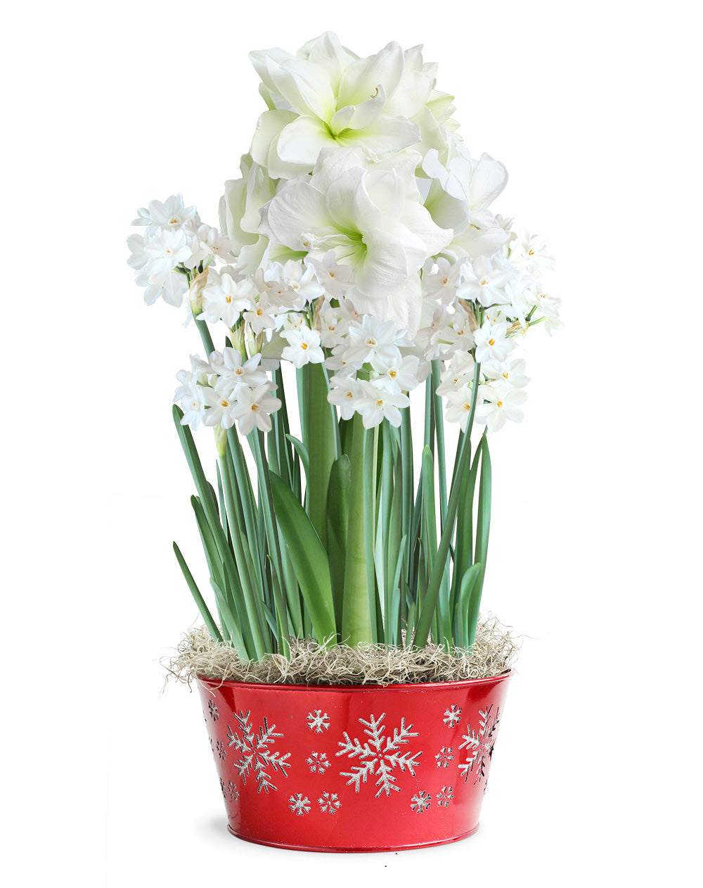 Amaryllis & Paperwhite Snowflake Tin