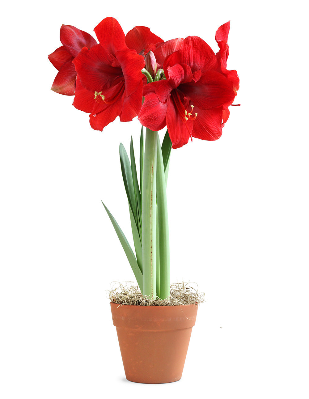 Amaryllis Red in Faux Terracotta