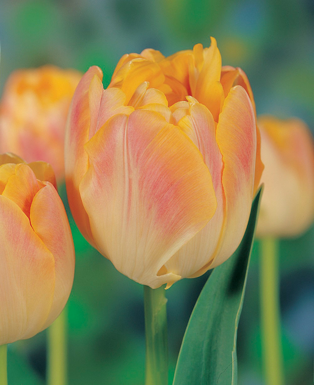 Tulip Creme Upstar Double Late - 10 bulbs