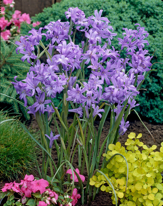 Lilies Sky Blue - 25 bulbs