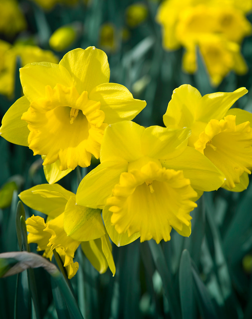 Daffodil Dutch Master Trumpet - 10 bulbs
