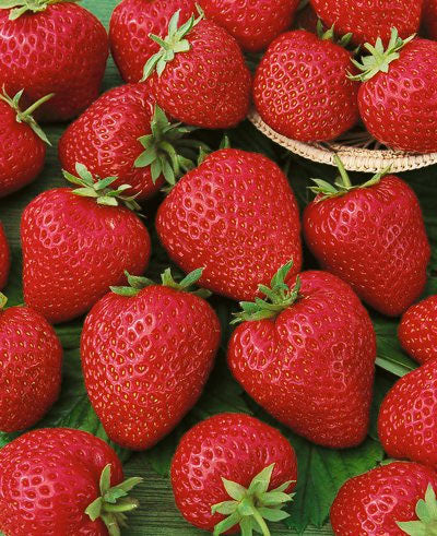 Quinault Everbearer Strawberry - 10 root divisions