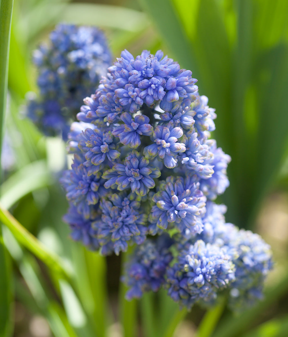 Muscari Blue Spike - 10 bulbs