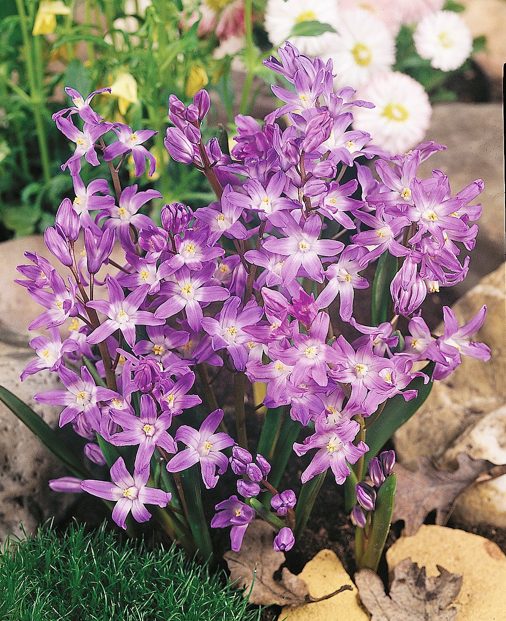 Pink Glory of the Snow - 25 bulbs