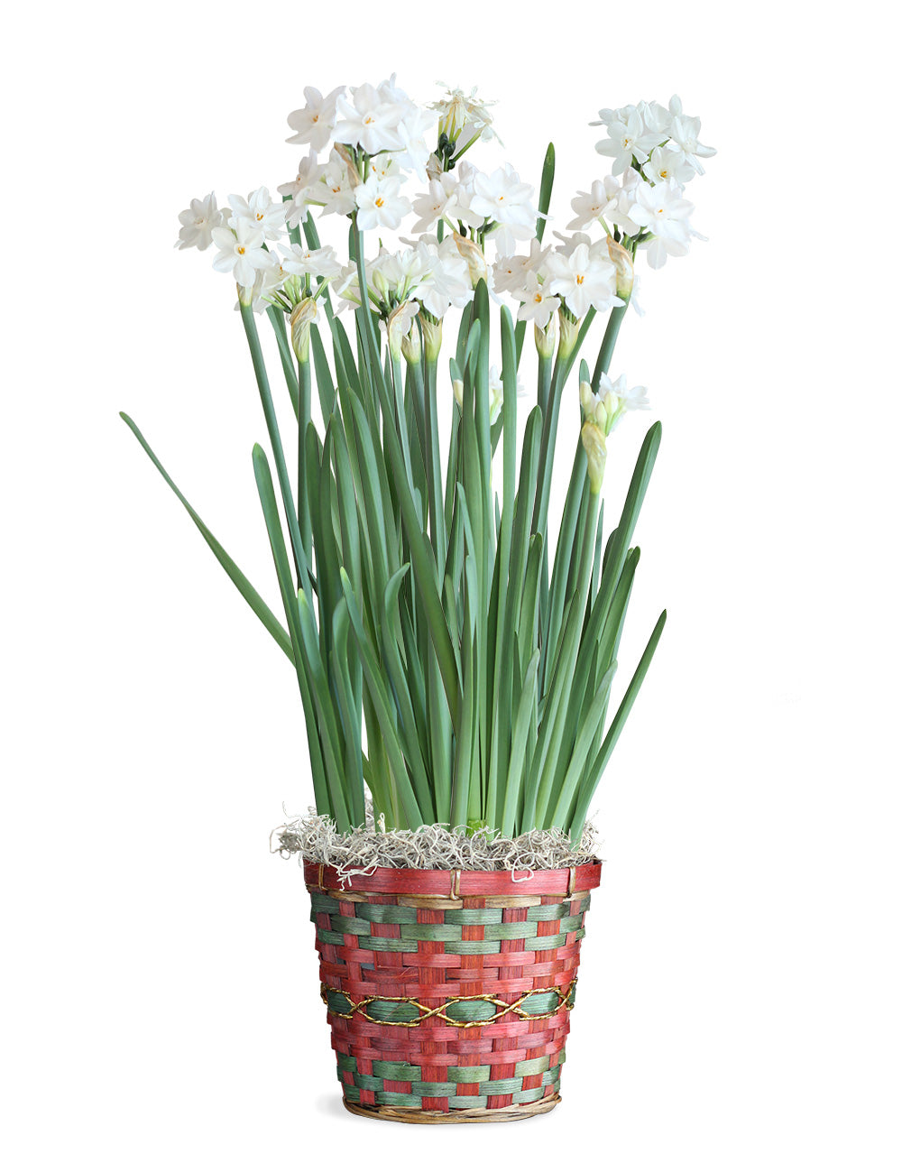 Holiday Paperwhite Bamboo Basket