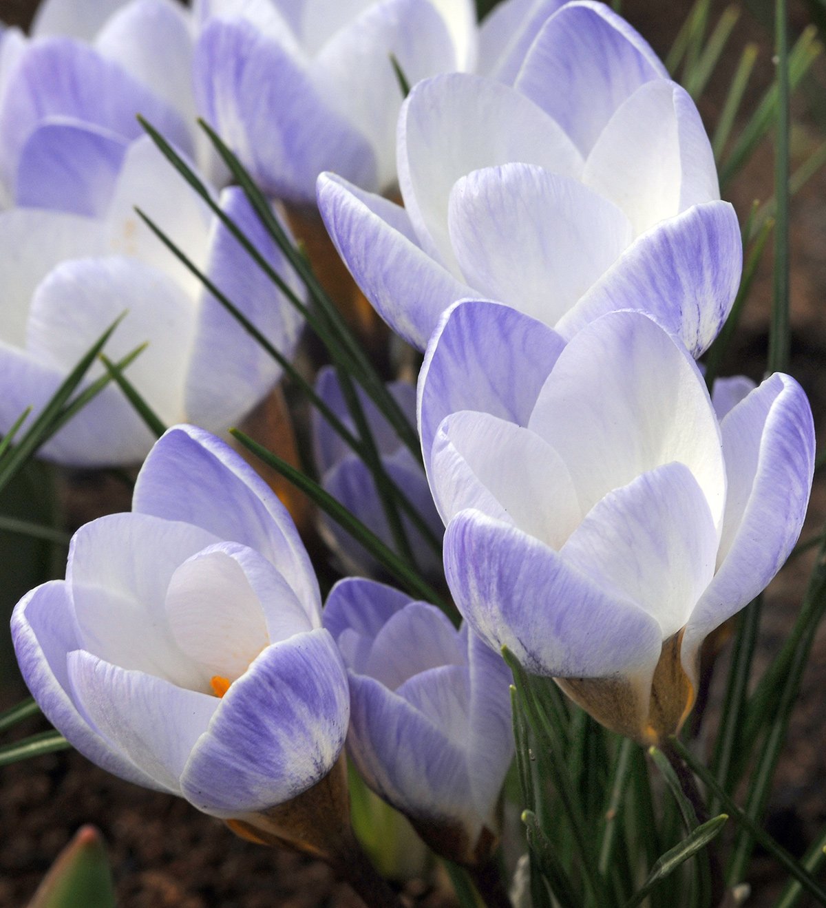Blue Pearl Species Crocus - 10 bulbs