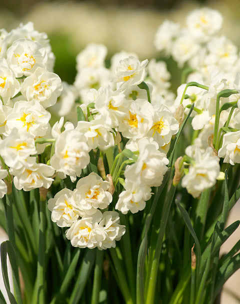 Daffodil Bridal Crown Double - 10 bulbs