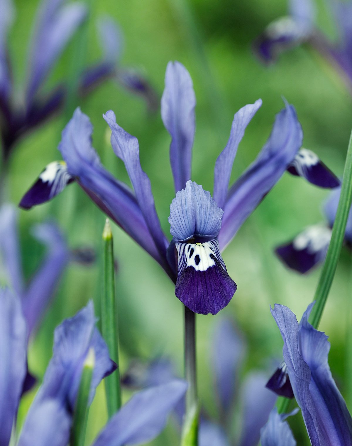 Clairette Dwarf Iris - 10 bulbs
