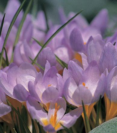 Firefly Species Crocus - 10 bulbs