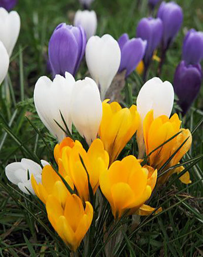 Crocus Mixed - 30 bulbs
