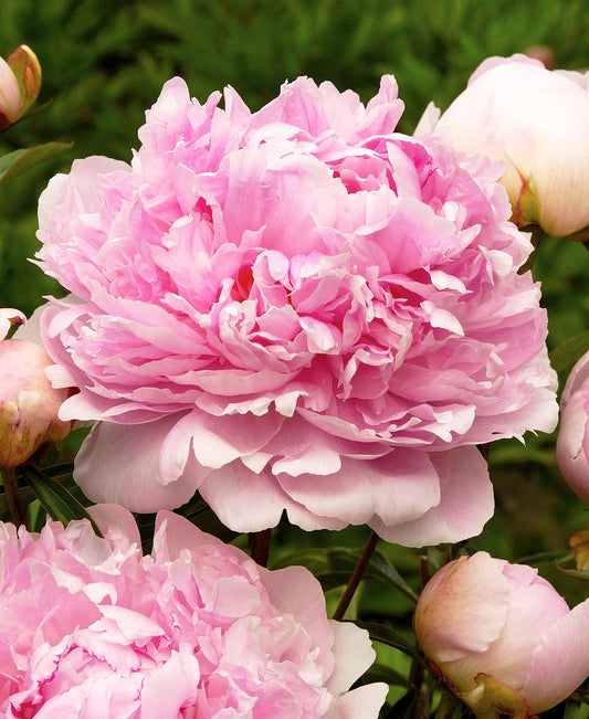Peony Dr. Alex Fleming - 1 root division