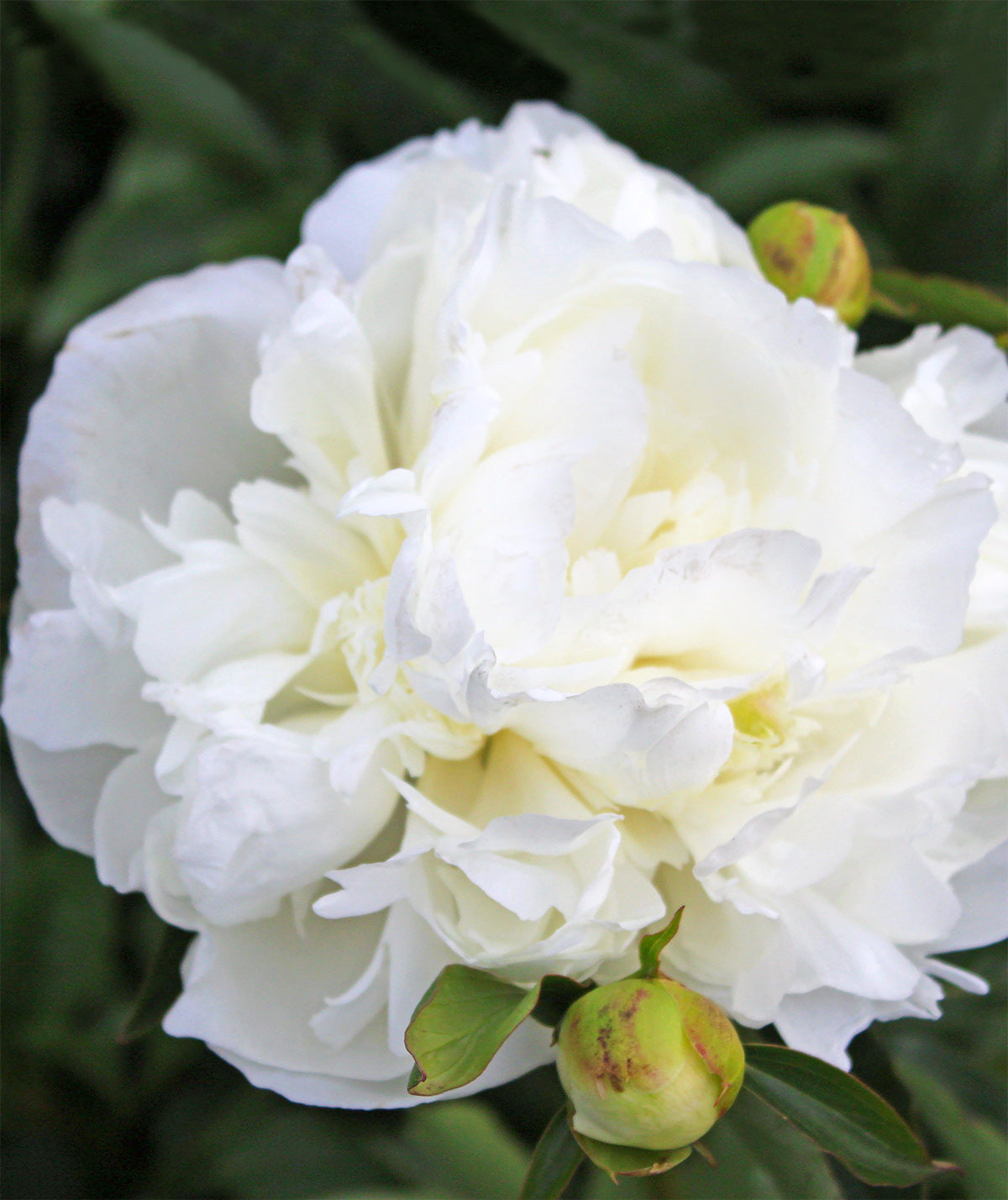 Duchess De Nemours Peony - 1 root division