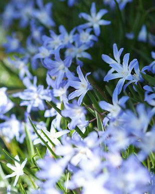 Glory of the Snow - 15 bulbs