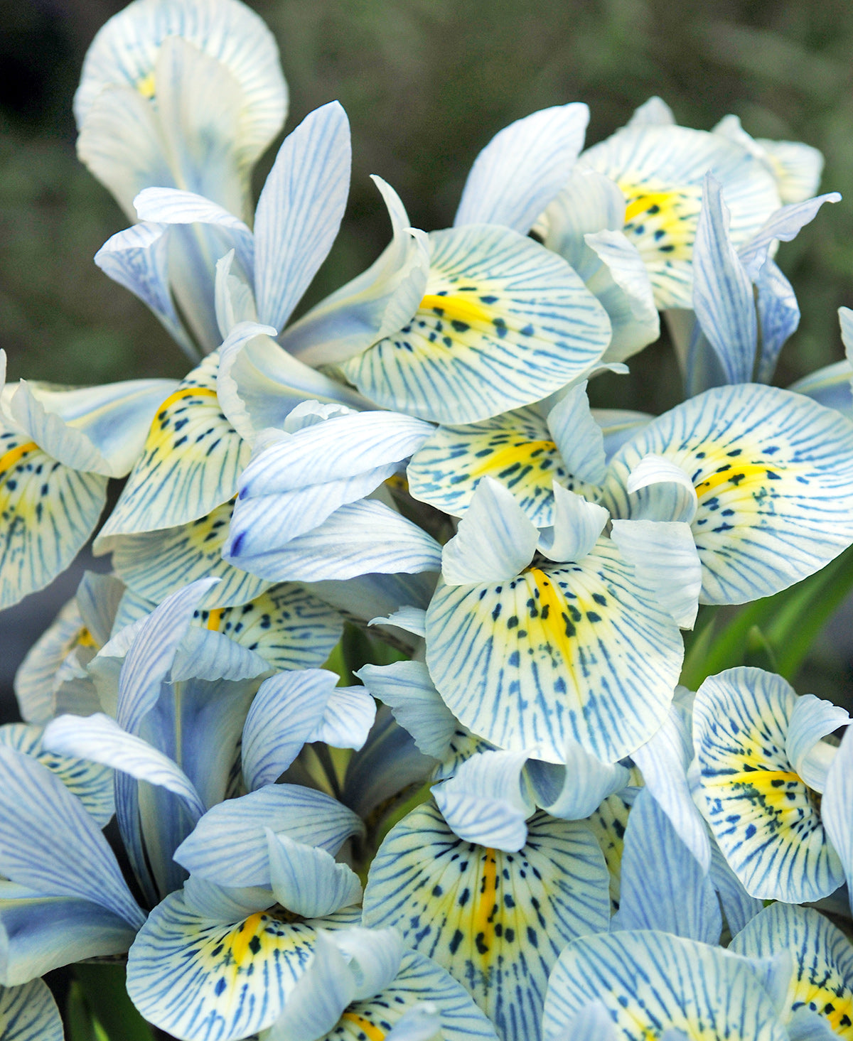 Iris Katharine Hodgkin - 10 bulbs