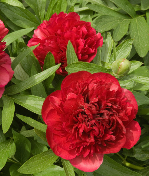 Peony Karl Rosenfeld - 1 root division