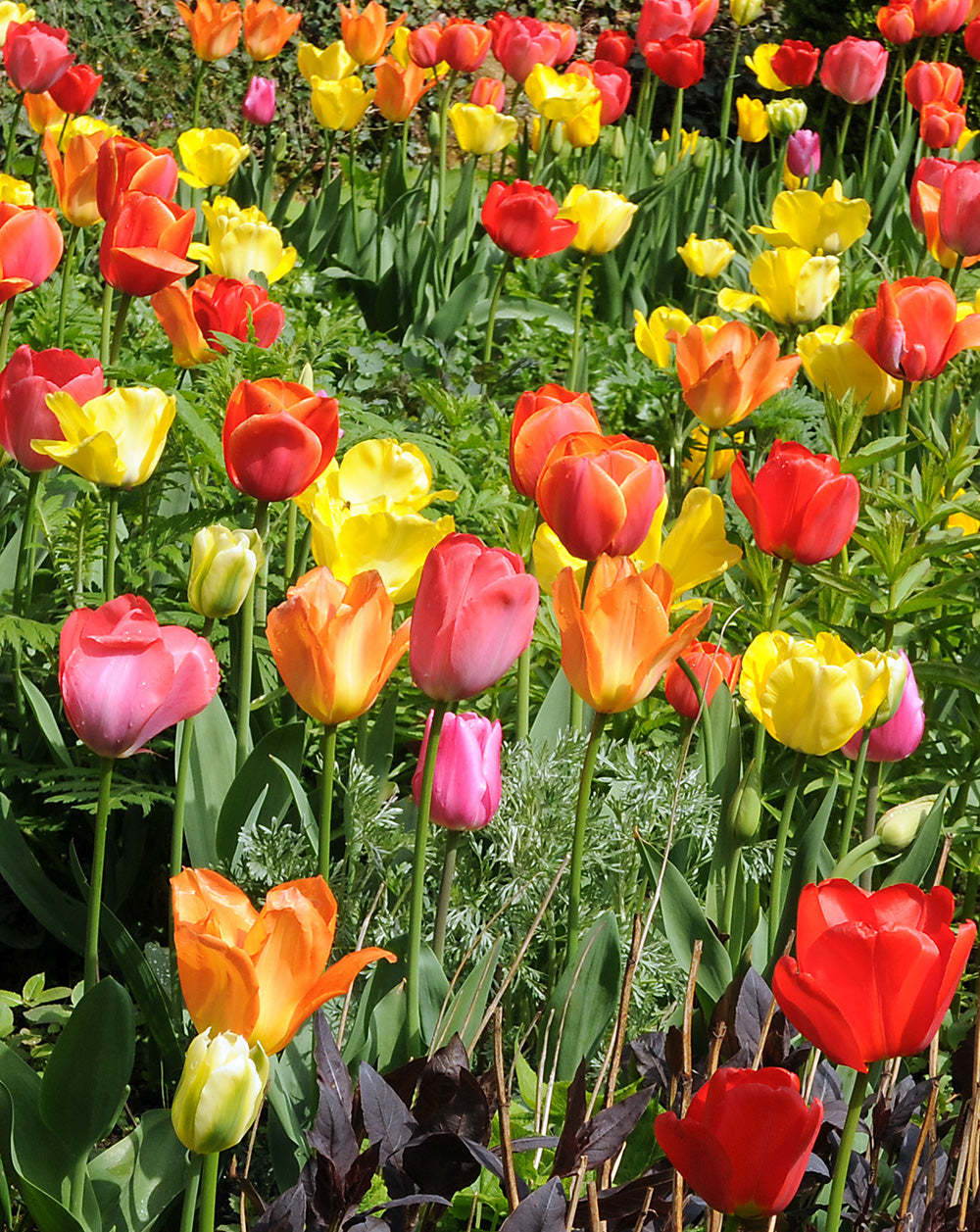 Tulip Mixed Darwin Hybrid - 30 bulbs