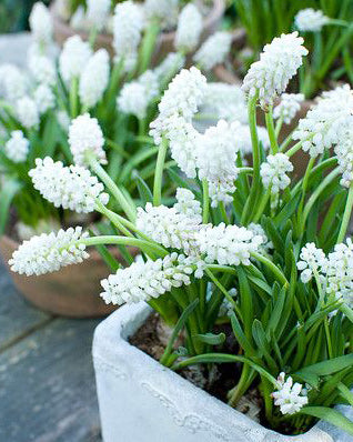 Muscari White Magic - 10 bulbs