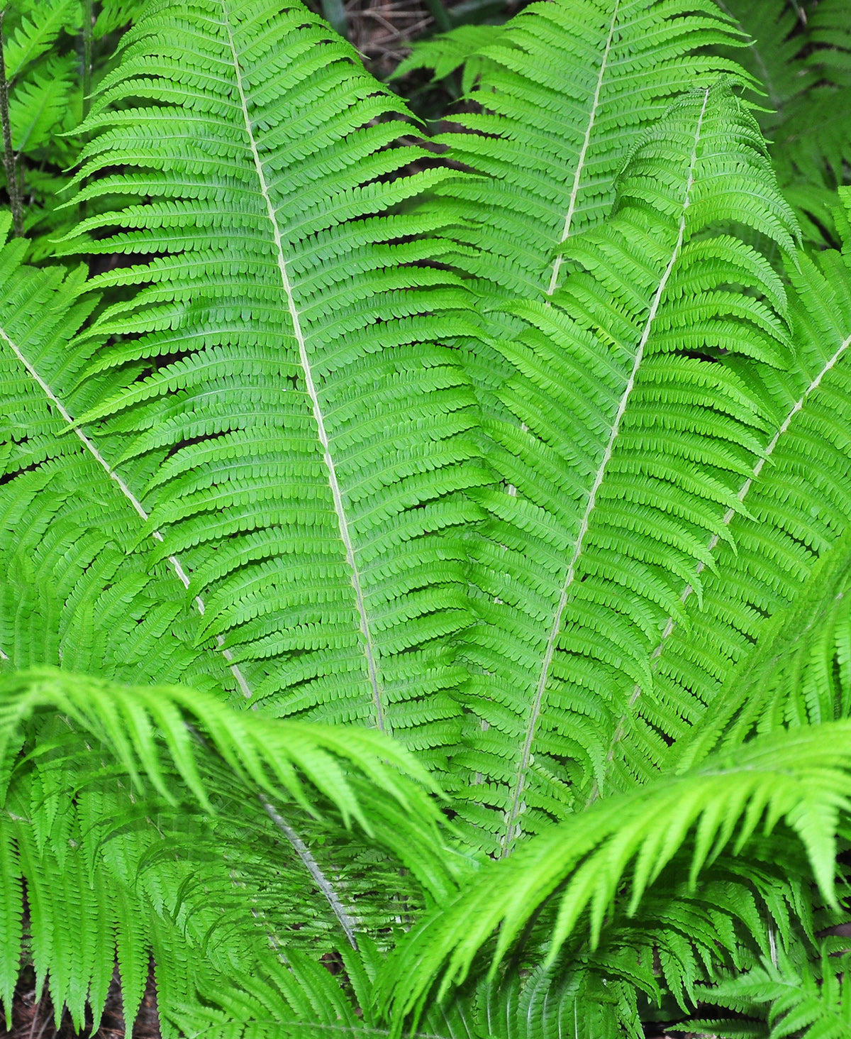 Fern Ostrich - 3 root divisions