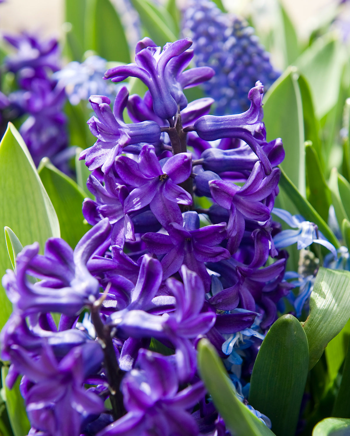 Hyacinth Peter Stuyvesant - 10 bulbs