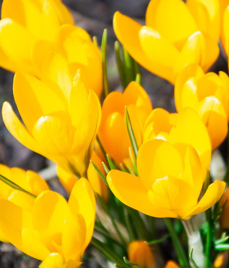 Crocus Yellow Mammoth Large Flowering - 10 bulbs
